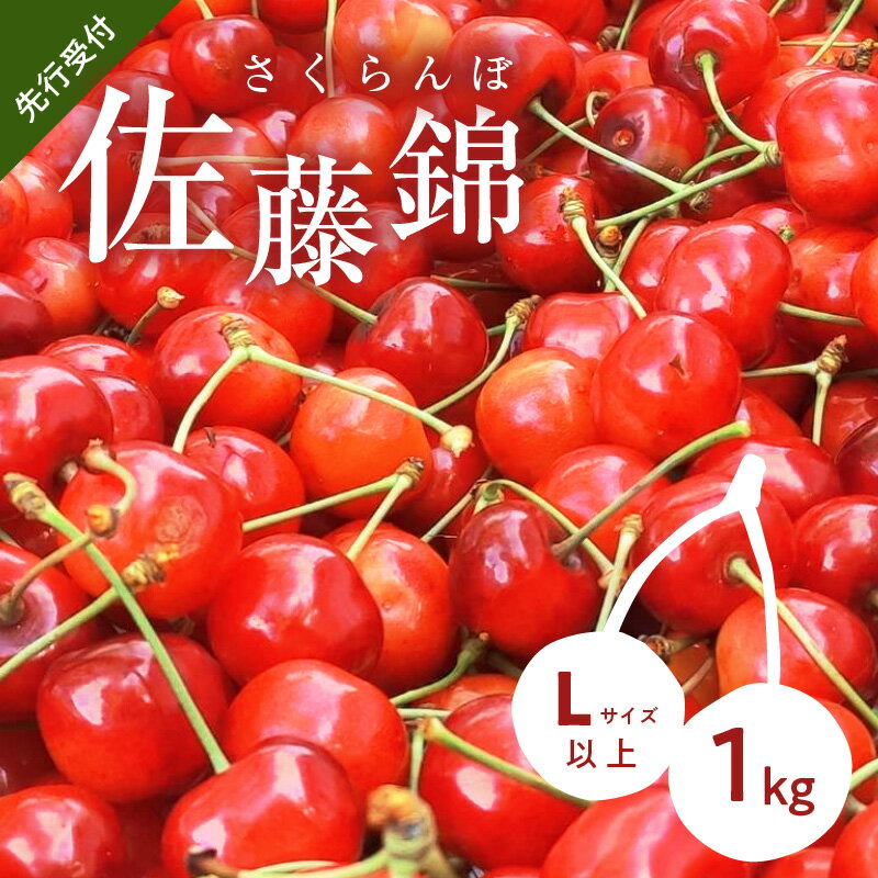 【ふるさと納税】2024年発送【先行予約】令和6年産 もぎたて直送 さくらんぼ 期間限定 佐藤錦 1kg箱 Lサイズ以上 フルーツ 甘い 強い肉質 選別 母の日 お供え フルーツ 果物 果実 パフェ お供え物 デザート グルメ 小分け ギフト 贈り物 お取り寄せ 北海道 余市町 送料無料