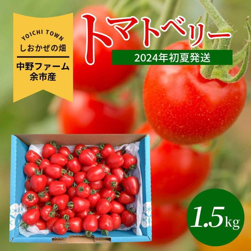 【ふるさと納税】2024年発送【先行予約】爽やかな甘みと酸味 トマトベリー しおかぜの畑 中野ファーム 余市産 1.5kg 2024年初夏発送 ミニトマト シリパ岬 小粒 フルーツのような甘さ トマト おやつ お取り寄せ 北海道 余市 送料無料