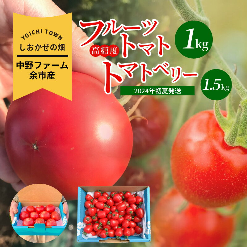 【ふるさと納税】2024年発送【先行予約】しおかぜの畑 中野ファーム 余市産 フルーツトマト 1kg・トマトベリー 1.5kgセット 2024年初夏発送 高糖度トマト・ミニトマト シリパ岬 小ぶり トマト 濃厚な味わい バランス 北海道 余市 送料無料