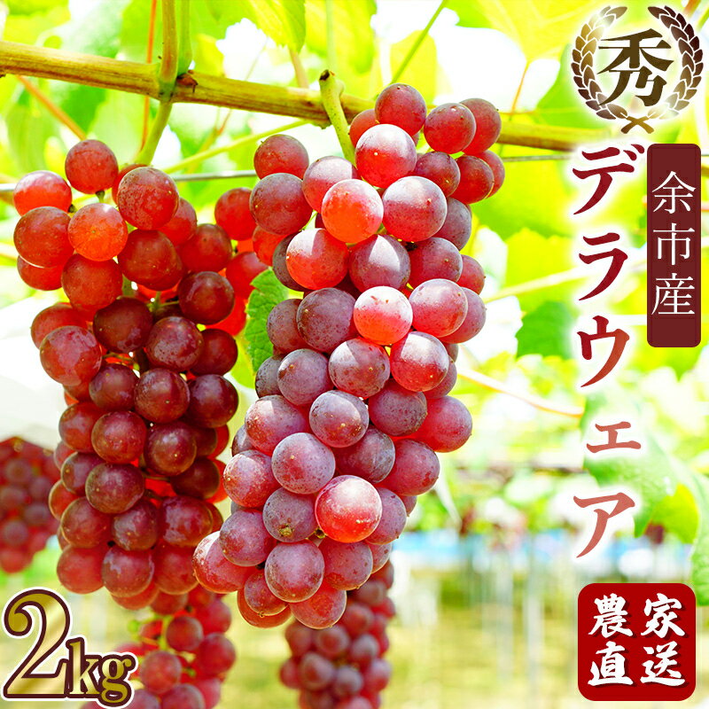 【ふるさと納税】【先行受付：2024年8月下旬以降発送】デラウェア　数量限定　秀品　余市町野崎農園　約2kg【産地直送】 ぶどう 先行予約 果物 フルーツ お取り寄せ 北海道 余市町 送料無料のサムネイル