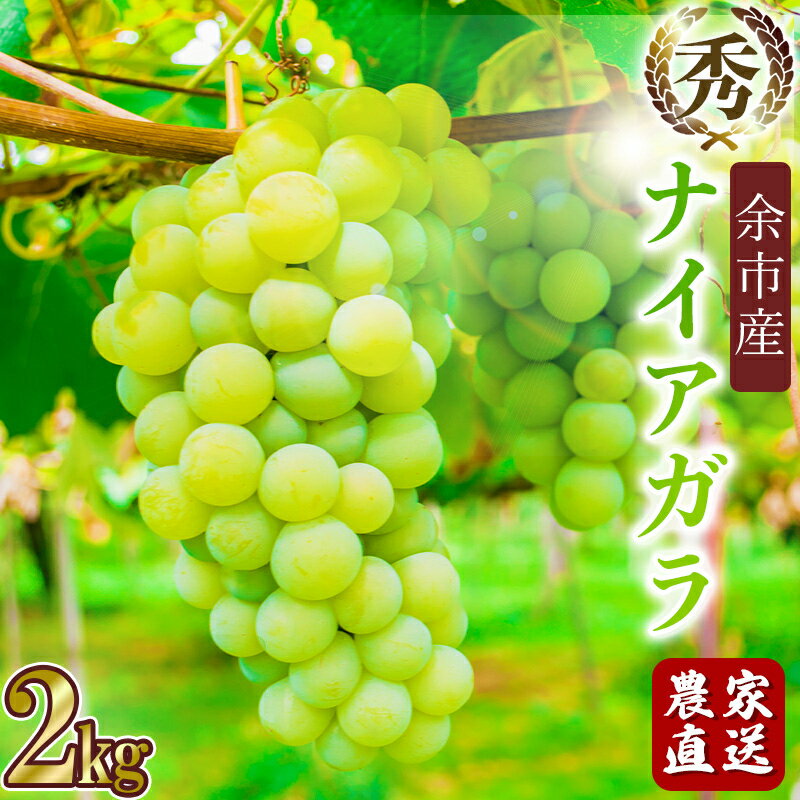 【ふるさと納税】【2023年先行予約】ナイアガラ 数量限定 秀品 余市町野崎農園 約2kg【産地直送】 ぶどう 先行予約 果物 フルーツ お取り寄せ 北海道 余市町 送料無料のサムネイル
