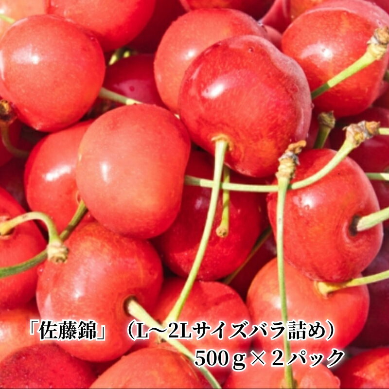 【ふるさと納税】【先行予約】令和6年産＜北海道余市産＞さくら