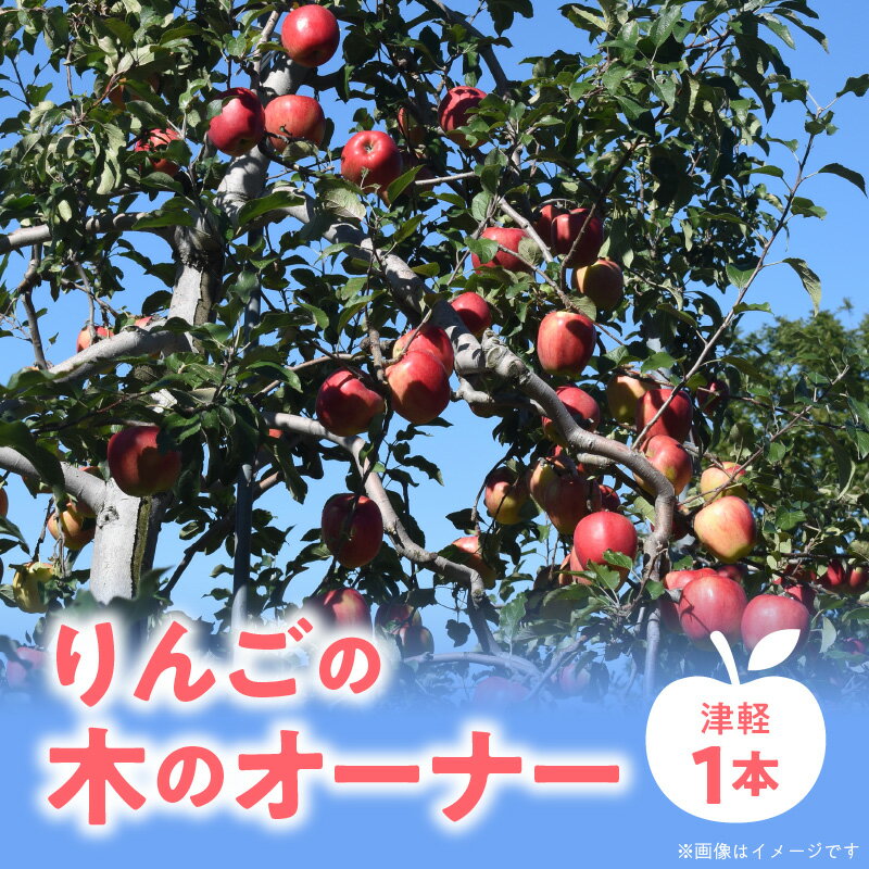 楽天北海道余市町【ふるさと納税】 りんごの木のオーナー 【品種：津軽】 りんご リンゴ 林檎 りんごの木 オーナー つがる フルーツ 果物 デザート おやつ ジュース ジャム スムージー タルト アップルパイ 収穫 体験 北海道 余市町