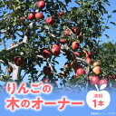 1位! 口コミ数「0件」評価「0」 りんごの木のオーナー 【品種：津軽】 りんご リンゴ 林檎 りんごの木 オーナー つがる フルーツ 果物 デザート おやつ ジュース ジャ･･･ 