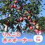 【ふるさと納税】 りんごの木のオーナー 【品種：津軽】 りんご リンゴ 林檎 りんごの木 オーナー つが..