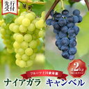 【ふるさと納税】【 先行予約 : 2025年9月中旬以降発送 】フルーツ王国 余市産 「 ナイアガラ ・ キャンベル 」 2kg 【 ニトリ観光果樹園 】 果物...