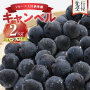 【ふるさと納税】【 先行予約 : 2025年9月中旬以降発送 】フルーツ王国 余市産 「 キャンベル 」 2kg 【 ニトリ観光果樹園 】 果物 フルーツ ぶど...