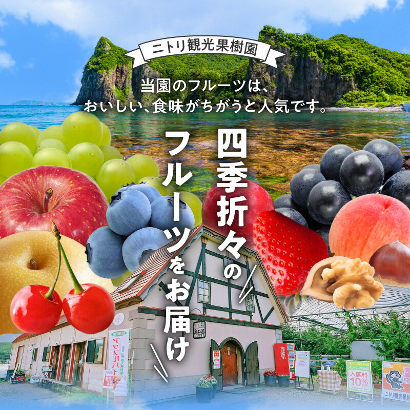 【ふるさと納税】【 先行予約 ： 2025年9月中旬以降発送 】フルーツ王国 余市産 「 旅路 」 2kg 【 ニトリ観光果樹園 】 果物 フルーツ ぶどう ブドウ デザート プレゼント 贈り物 ギフト 高糖度 ジュース 北海道産 甘い香り 北海道 余市町 送料無料