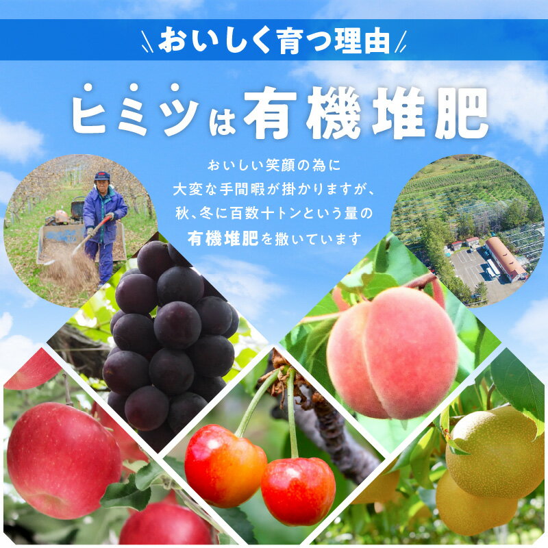【ふるさと納税】【 先行予約 ： 2025年9月中旬以降発送 】フルーツ王国 余市産 「 旅路 」 2kg 【 ニトリ観光果樹園 】 果物 フルーツ ぶどう ブドウ デザート プレゼント 贈り物 ギフト 高糖度 ジュース 北海道産 甘い香り 北海道 余市町 送料無料
