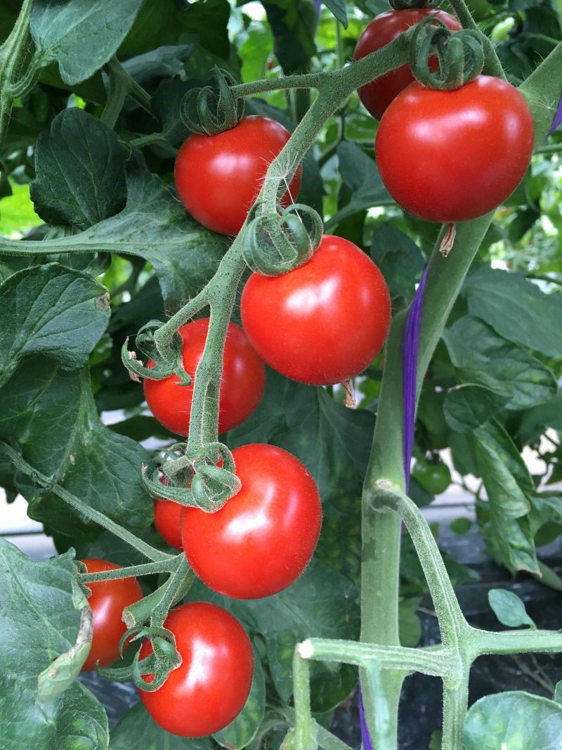 【ふるさと納税】【定期便6回】自社農園産 中玉トマト100％ジュース 食塩無添加 1,000ml × 6本セット × 6回