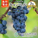 【ふるさと納税】2025年発送【 先行予約 】令和7年産 ぶどう ( キャンベル ) 2Kg 箱 6~8房【 すこやか自然農園 】フルーツ 果物 果実 食べ物 産地直送 甘い おいしい 甘酸っぱい 果汁 独特な香り 甘さ 酸味 国産 お取り寄せ お取り寄せフルーツ 送料無料 北海道 余市町