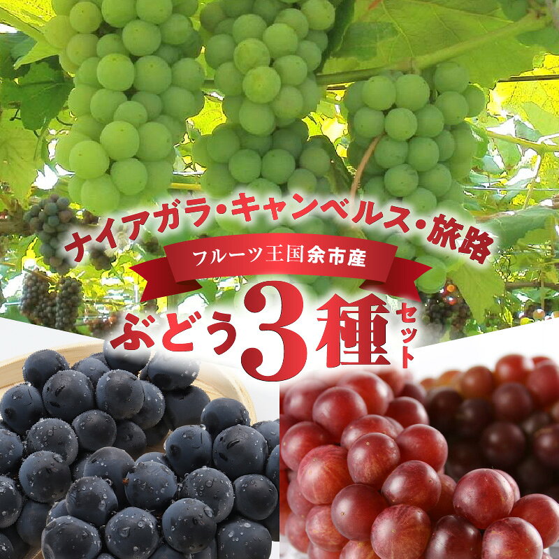 【ふるさと納税】秋の味覚 フレッシュ フルーツ王国 余市産 ぶどう ナイアガラ キャンベルス 旅路 3種 セット 食べ比べ 甘い 果物 旬 フルーツ 食べ物 フルーティー 国産 北海道 ニトリ観光果樹園 お取り寄せ お取り寄せフルーツ 送料無料のサムネイル