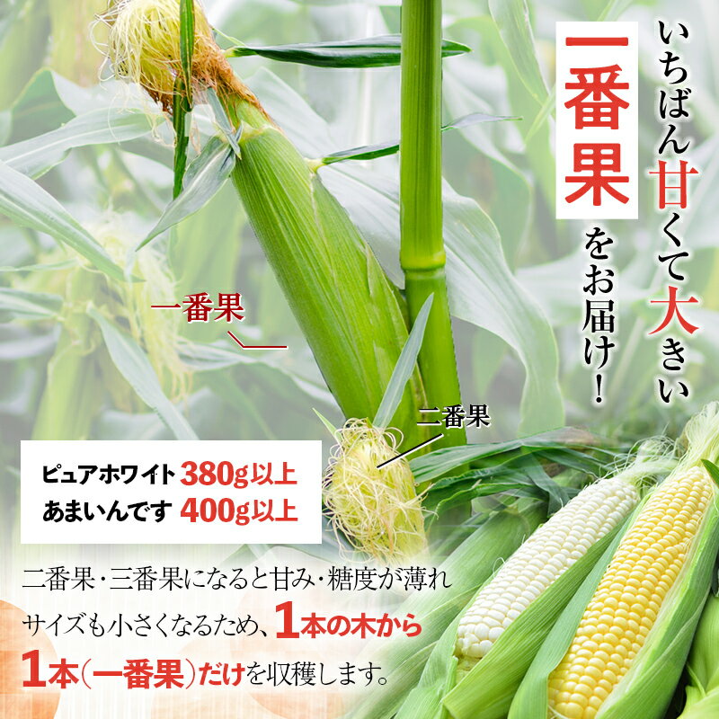 【ふるさと納税】《先行予約》北海道産 とうもろこし ピュアホワイト20本 《2024年発送》 朝採り 一番果 産地直送 数量限定 期間限定 NP1-172