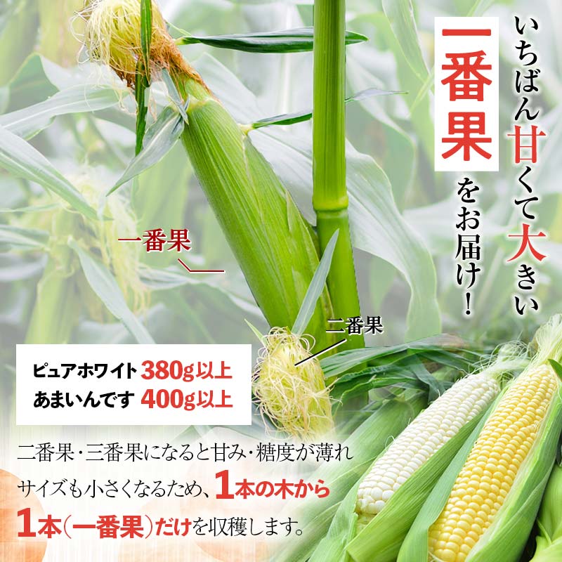 【ふるさと納税】《先行予約》北海道産 とうもろこし あまいんです6本 《2024年発送》 朝採り 一番果 産地直送 数量限定 期間限定 NP1-179