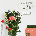 【ふるさと納税】【定期便12回 ※奈井江町町民へのプレゼント限定】いしかわ生花店 エンジェルブーケ(ダブル)