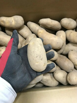 豊作会農園 じゃがいも食べ比べセット