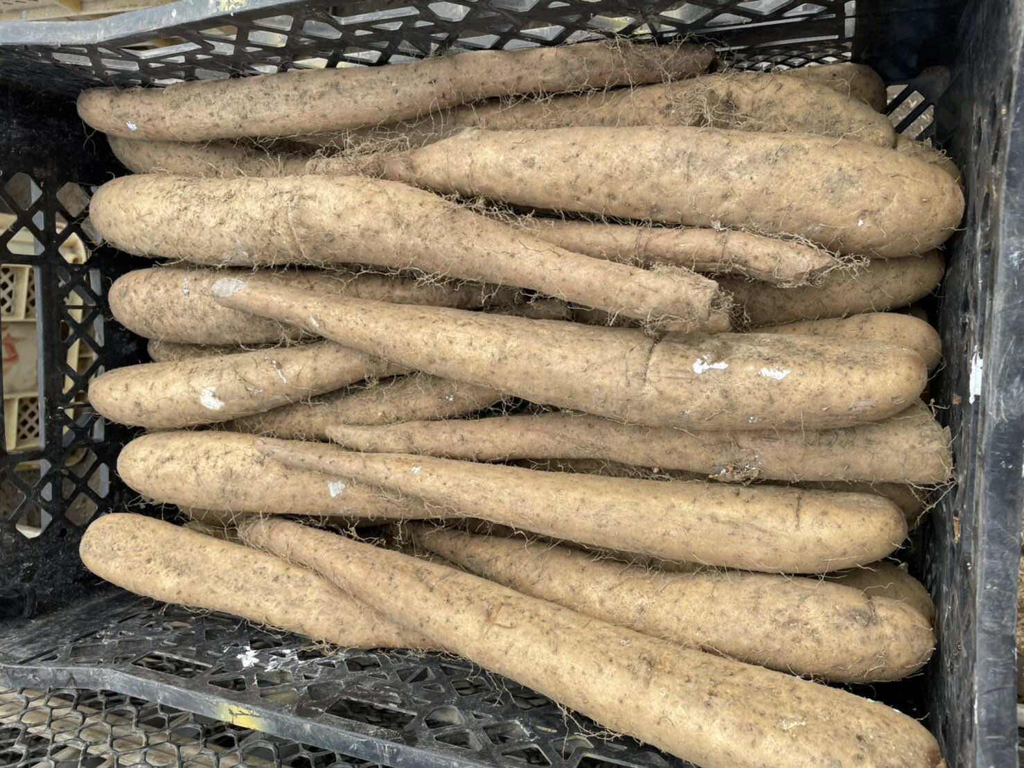 【ふるさと納税】ながいも(秋掘り) L~3L混合サイズ 10kg