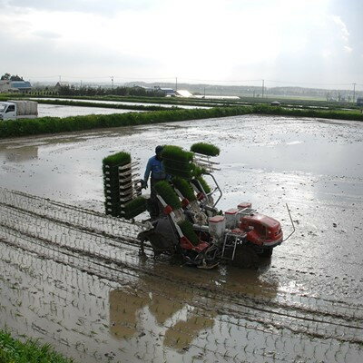 【ふるさと納税】【令和5年産】ななつぼし白米5kg×2　無洗米【1454260】