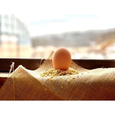 【ふるさと納税】ファームモチツモタレツの平飼い自然有精卵40個【配送不可地域:離島】【1206335】 【ふるさと納税】ファームモチツモタレツの平飼い自然有精卵40個【配送不可地域:離島】【1206335】