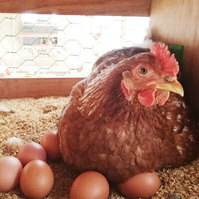 【ふるさと納税】【北海道産】毎日食べたくなる平飼いたまご120個【配送不可地域：離島】【1215862】