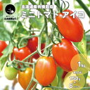 【ふるさと納税】有機栽培 ミニトマト「アイコ」栗山かなまる農園《1kg・6パック》