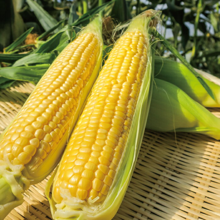 【ふるさと納税】【先行予約】大地の恵み「とうもろこし2色セット定期便」7本×2回