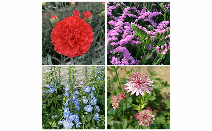 ふるさと納税 21年8月 9月 10月の3ヶ月連続お届け 生産者直送 旬の花詰め合わせ 5品種本以上保証 定期便 花 花詰め合わせ 3ヶ月 3回 お届け 21年8月 10月まで ふるさと納税 21年8月 9月 10月の3ヶ月連続お届け 生産者直送 旬の花詰め合わせ 5品種本以上保証 定期便 花 花詰め合わせ 3ヶ月 3回 お届け 21年8月 10月まで