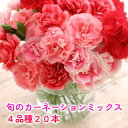 【ふるさと納税】<選べる配送月> 北海道 カーネーション ミックス 4品種 20本以上 花 花束 切花 ブーケ 旬 季節 詰め合わせ 生花 フラワー アレンジメント 産地直送 お届け:2025年5月~11月末まで