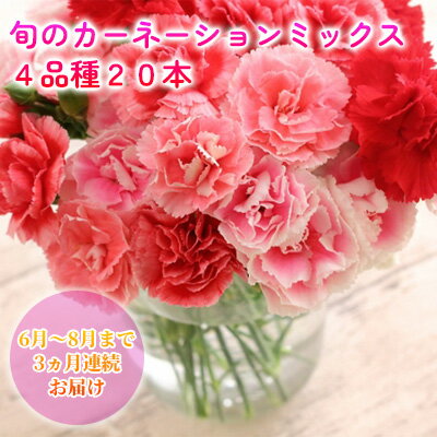 ＜2024年6月～8月まで3ヶ月連続お届け＞北海道 カーネーション ミックス 4品種 20本以上 花 花束 切花 ブーケ 旬 季節 生花 フラワー アレンジメント 　　お届け：2024年6月中旬～8月末まで