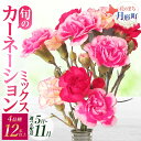 【ふるさと納税】<選べる配送月> 北海道 カーネーション ミックス 4品種 12本以上 切り花 切花 花束 ブーケ 季節 旬 生花 フラワー アレンジメント 記...
