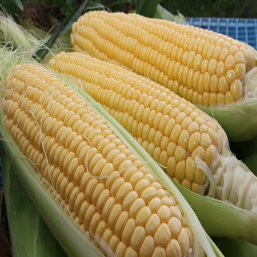 【ふるさと納税】とうもろこし イエロー 約5kg 約12本~14本 野菜 やさい 北海道 浦臼町 送料無料 【2025年8月上旬~2025年8月下旬発送予定】 【ふるさと納税】とうもろこし イエロー 約5kg 約12本~14本 野菜 やさい 北海道 浦臼町 送料無料 【2025年8月上旬~2025年8月下旬発送予定】
