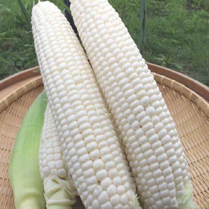 【ふるさと納税】 とうもろこし ホワイト 約5kg 野菜 やさい 北海道 浦臼町 送料無料【2024年7月上旬～2024年8月下旬発送】のサムネイル