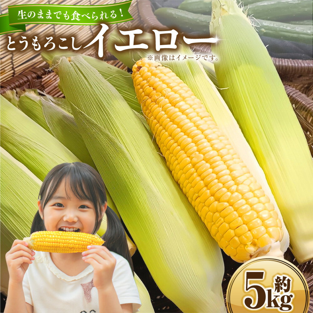 【ふるさと納税】とうもろこし イエロー 約5kg 約12本~14本 野菜 やさい 北海道 浦臼町 送料無料 【2026年8月上旬~2026年8月下旬発送予定】
