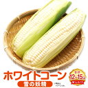 【ふるさと納税】ホワイトコーン(雪の妖精)M・Lサイズ12〜15本入り 野菜 やさい とうもろこし 北海道 浦臼町 送料無料【2025年8月上旬〜2025年8月...