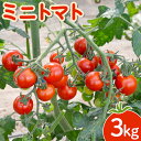 【ふるさと納税】【先行受付】【先行受付】 ミニトマト 3kg 【令和7年7月下旬〜9月発送】 オンライン 申請 ふるさと納税 北海道 新十津川 北海道産 トマト...