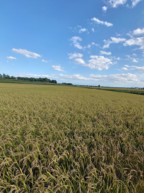 【ふるさと納税】【玄米】令和5年産ferme satakeのゆめぴりか(5kg)