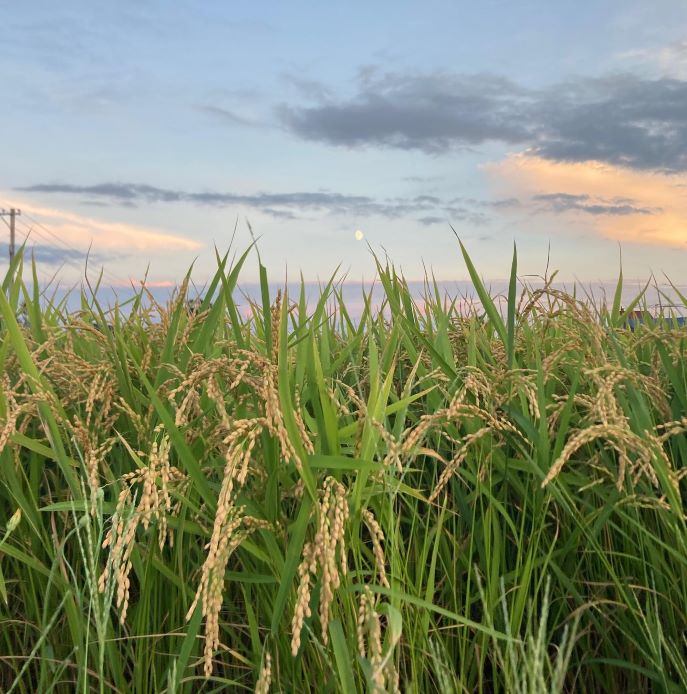 【ふるさと納税】【令和6年産】ななつぼし（精白米）特Aランク 5kg 北海道 鷹栖町 たかすのおむすび 米 コメ ご飯 精 白米 お米 ななつぼし