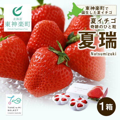 2024年 先行予約☆【夏イチゴ】奇跡のひと粒「夏瑞」2パックセット 東神楽ふるさと納税 北海道ふるさと納税 イチゴ 東神楽産いちご 【E102】