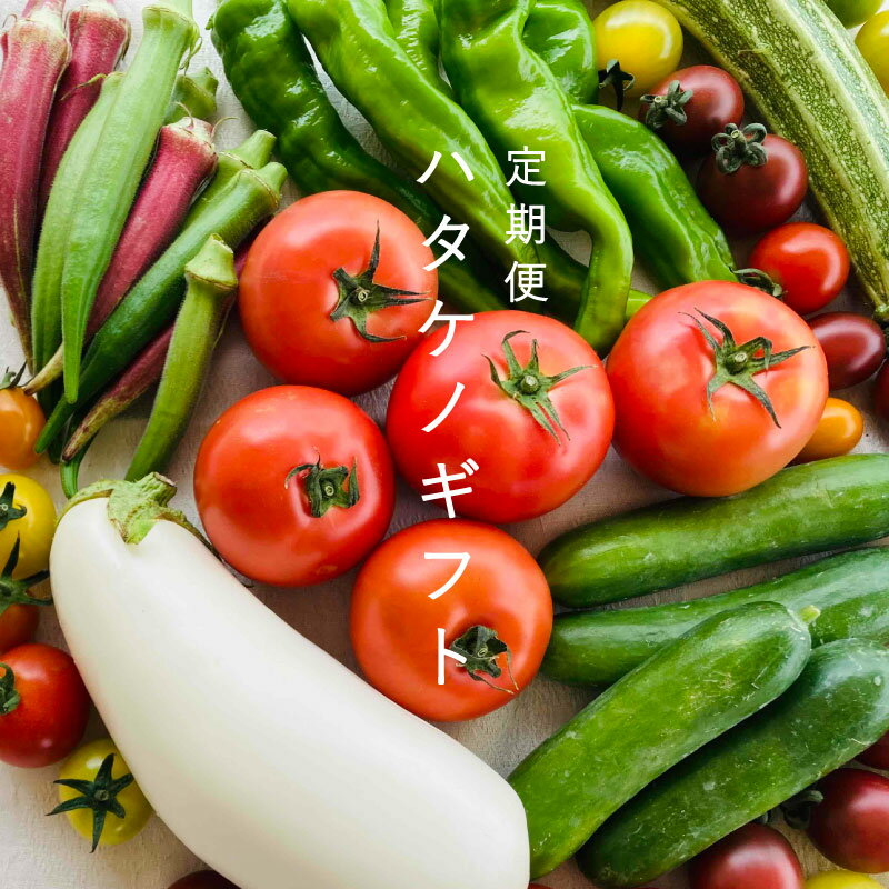 【ふるさと納税】 先行受付 2024年産 野菜セット 定期便