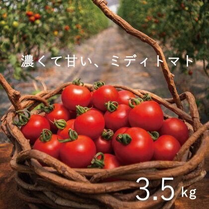 トマト とまと 甘い 2024年産 予約 のんの畑北海道ミディトマト3.5kg 3.5kg 不耕起栽培 無化学農薬 無化学肥料 のんの 産地直送 北海道 当麻町 お取り寄せ グルメ 送料無料