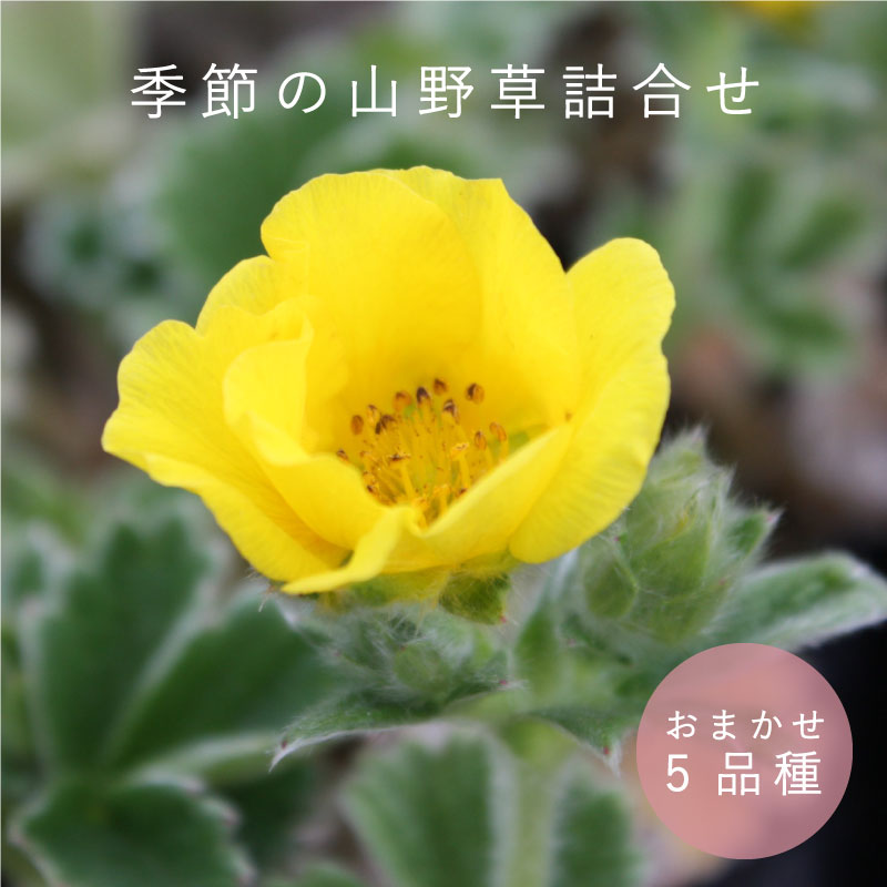 3位! 口コミ数「0件」評価「0」山野草 5品種セット 季節の植物 お花 花 高山植物 宿根草 おまかせ お庭 ガーデニング 珍しい 浦谷植物園 当麻町 北海道 送料無料