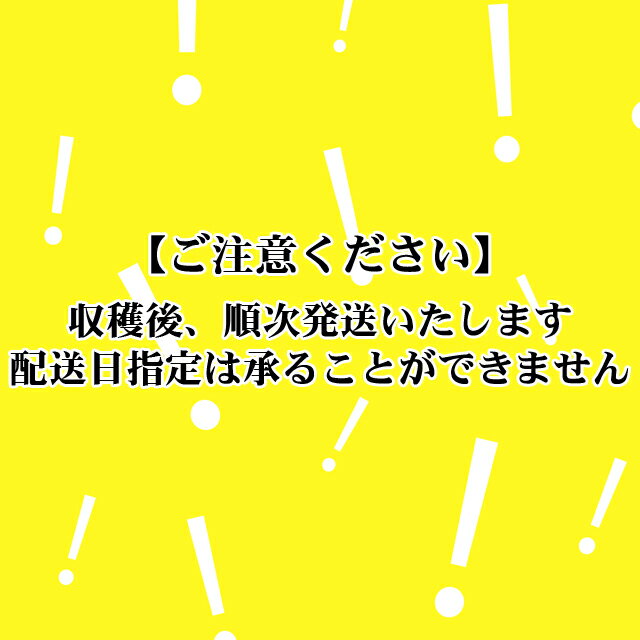 【ふるさと納税】北海道ぴっぷ町 農業生産法人株式会社ノウリエ とうもろこし「サニーショコラ」20本入り【8月中旬頃より発送開始予定】