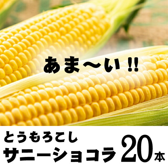 【ふるさと納税】北海道ぴっぷ町 農業生産法人株式会社ノウリエ とうもろこし「サニーショコラ」20本入り【8月中旬頃より発送開始予定】