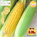 【ふるさと納税】【2025年7月下旬頃発送】「恵味ゴールド」 8本 Lサイズ以上【たかだ畑】選べる容量 8本/20本 めぐみゴールド とうもろこし スイートコーン 産地直送 とうきび BBQ バーベキュー 甘い 北海道 比布町 ぴっぷ