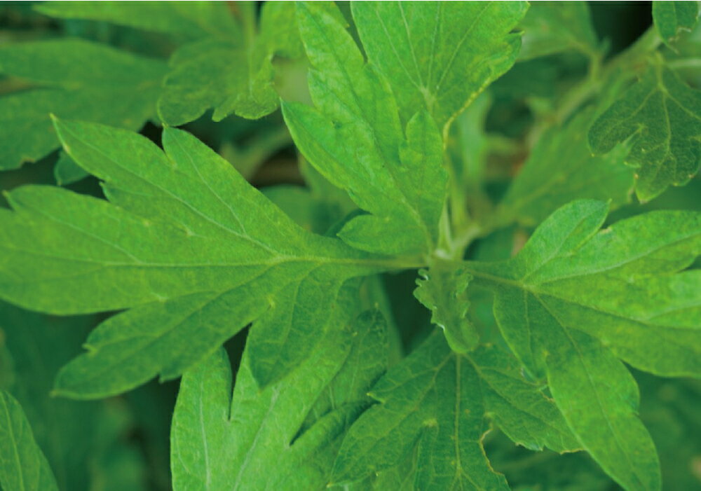 【ふるさと納税】SHIRO ヨモギクレンジングオイル 150mL センシティブ 北海道 愛別町