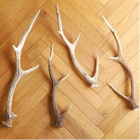 【ふるさと納税】【3/6(日)開催ワークショップ参加券】鹿のツノを含むワイルドスワッグづくりキット【2601】【1283626】