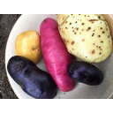 【ふるさと納税】岸田農園産の彩豊かな6種の食べ比べじゃがいもセット【1615975】