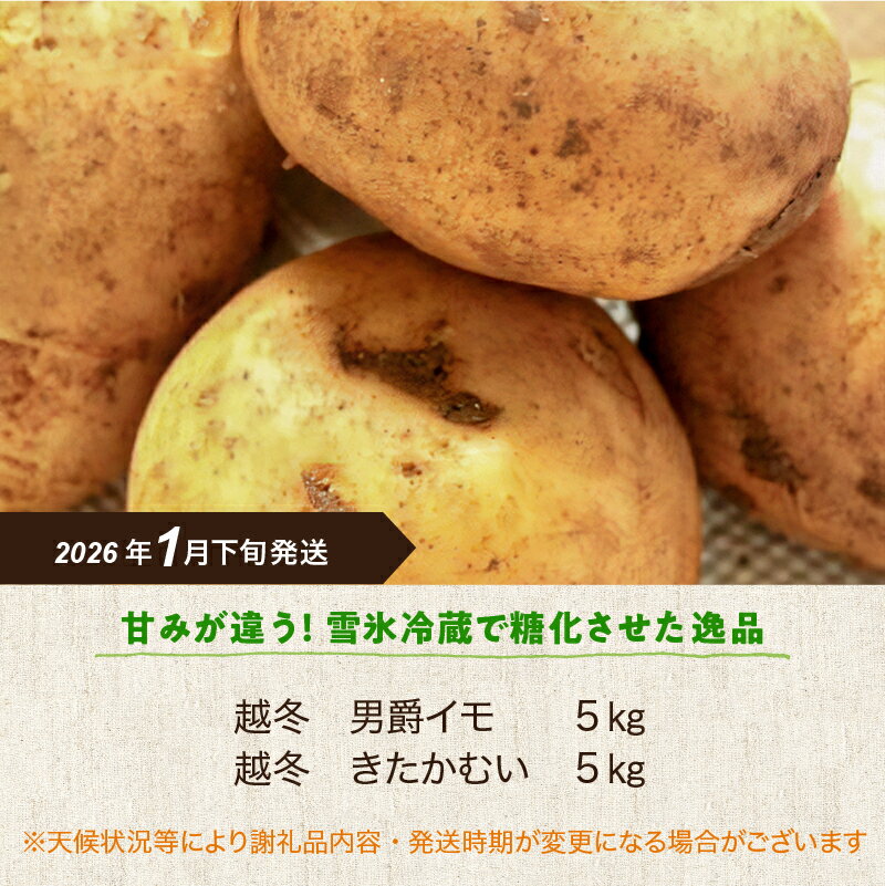 【ふるさと納税】【1月下旬発送】旬のお野菜「越冬ジャガイモセット」