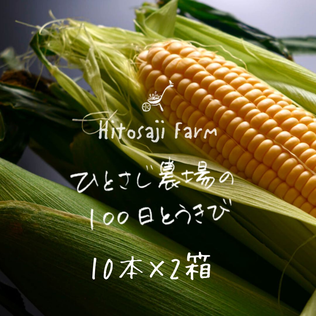 【ふるさと納税】 ひとさじ農場の100日とうきび2箱（朝採れ・農場直送）　北海道　北海道美瑛　北海道...