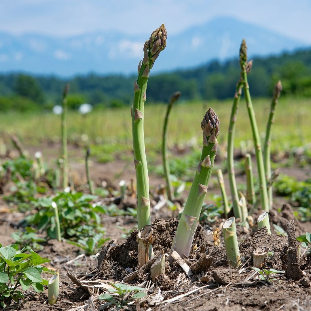 【ふるさと納税】【予約受付！】野菜の定期便（4回）美瑛　北海道美瑛　北海道　美瑛町　定期便　アスパラ　アスパラガス　旬の野菜　秋野菜　南瓜　スイートコーン　とうもろこし　とうきび　おおとり[048-07]